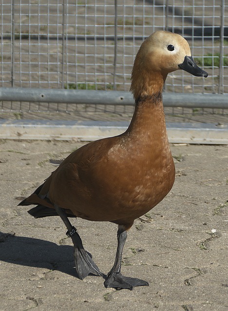 从中获得一